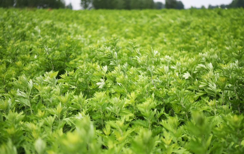 这是5月7日在南阳市宛城区茶庵乡拍摄的艾草田.新华社记者 张浩然 摄