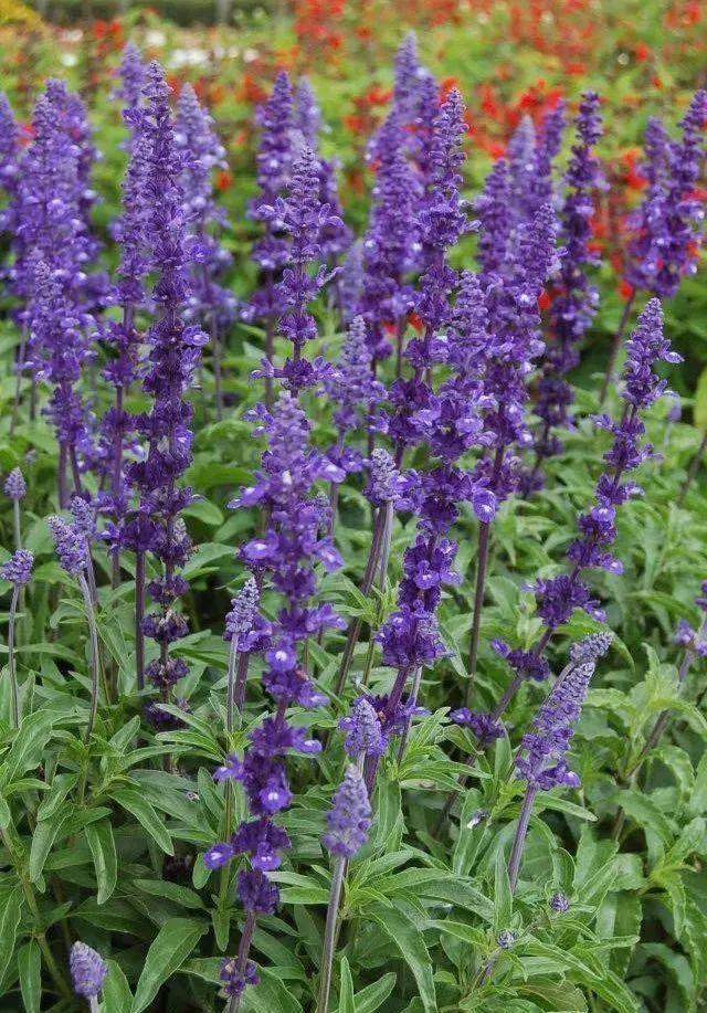 蓝霸鼠尾草(未到花期,图片来自网络)天蓝鼠尾草(未到花期,图片来自