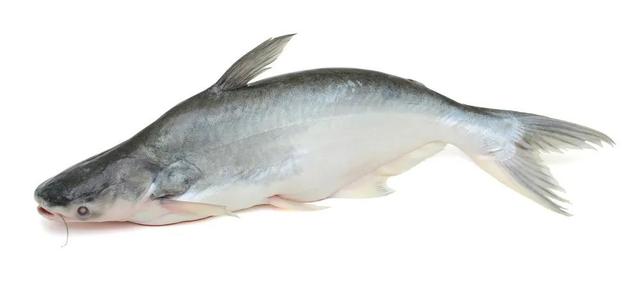 龙利鱼,巴沙鱼,傻傻分不清?送你4个鉴别小妙招