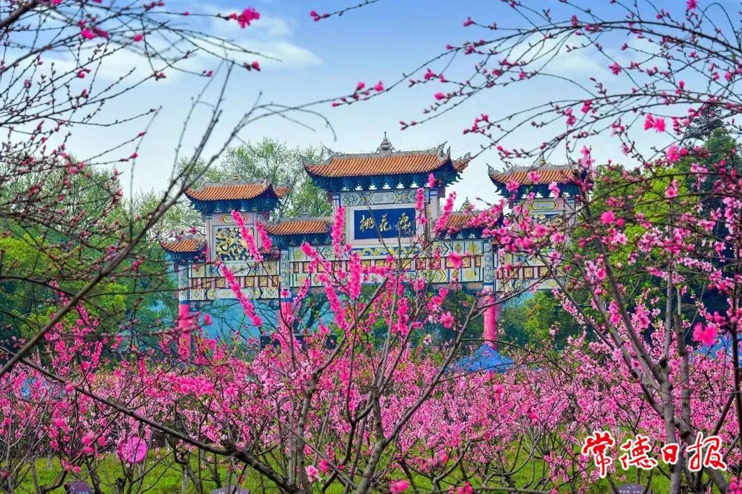 桃花源景区万亩桃林.通讯员 刘伯源 摄