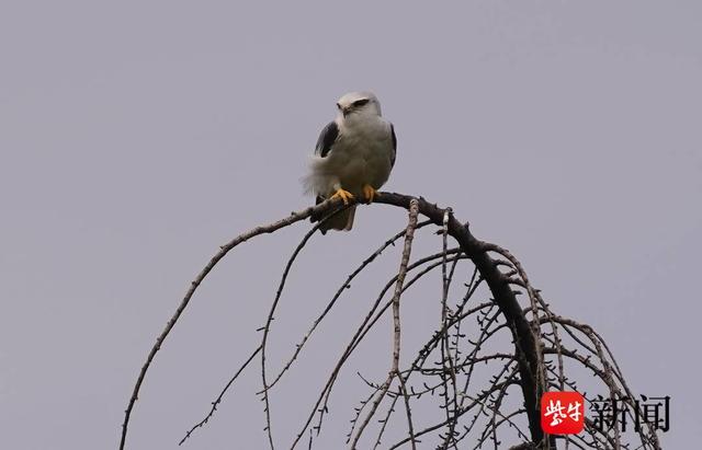 南京江北滨江边,又现珍稀鸟黑翅鸢|南京市_新浪财经_新浪网