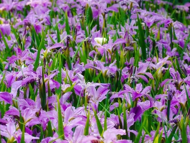 鸢尾花海图片来源@菁