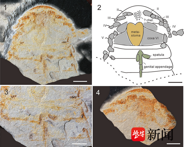 化石保存在同一层位,表明早期板足鲎比奥陶纪之后的板足鲎类群生活在