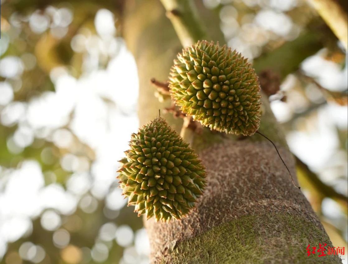 挂果的海南榴莲&nbsp;图据三亚日报