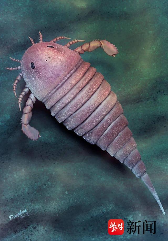 浙江奥陶纪末安吉生物群发现中国最古老板足鲎化石|奥陶纪_新浪财经