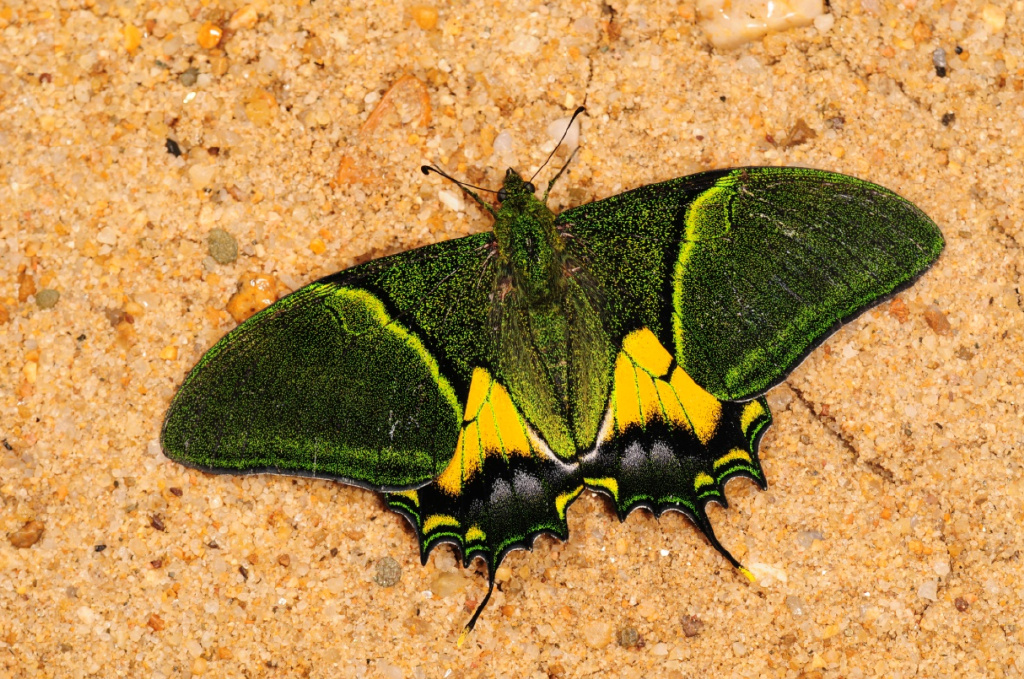 金斑喙凤蝶(teinopalpus aureus)