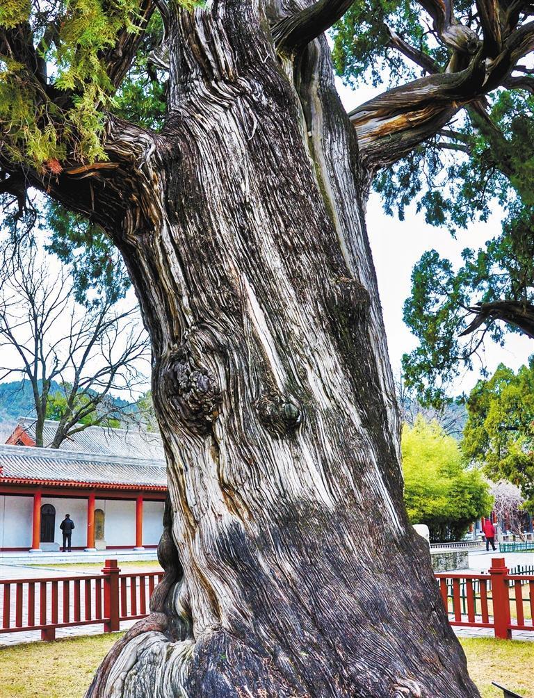 全国5000年以上的5株古树均在陕西 护好绿色“活化石”|黄帝_新浪财经_新浪网