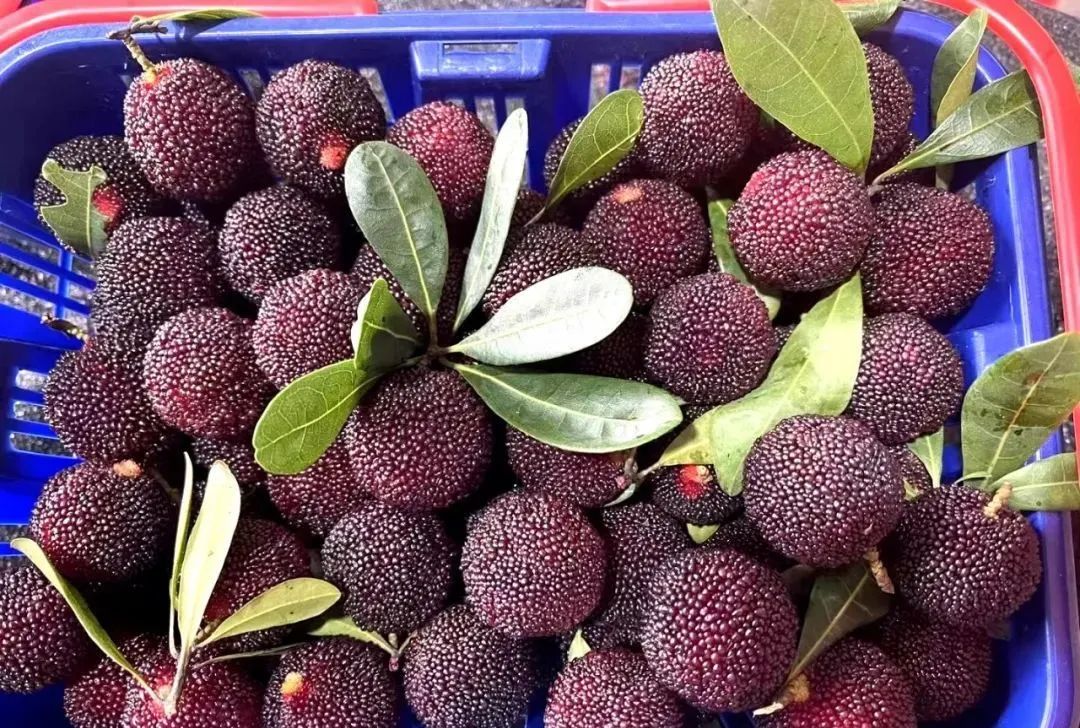 520金灶杨梅节去奔赴一场酸甜之约|杨梅_新浪财经_新浪网