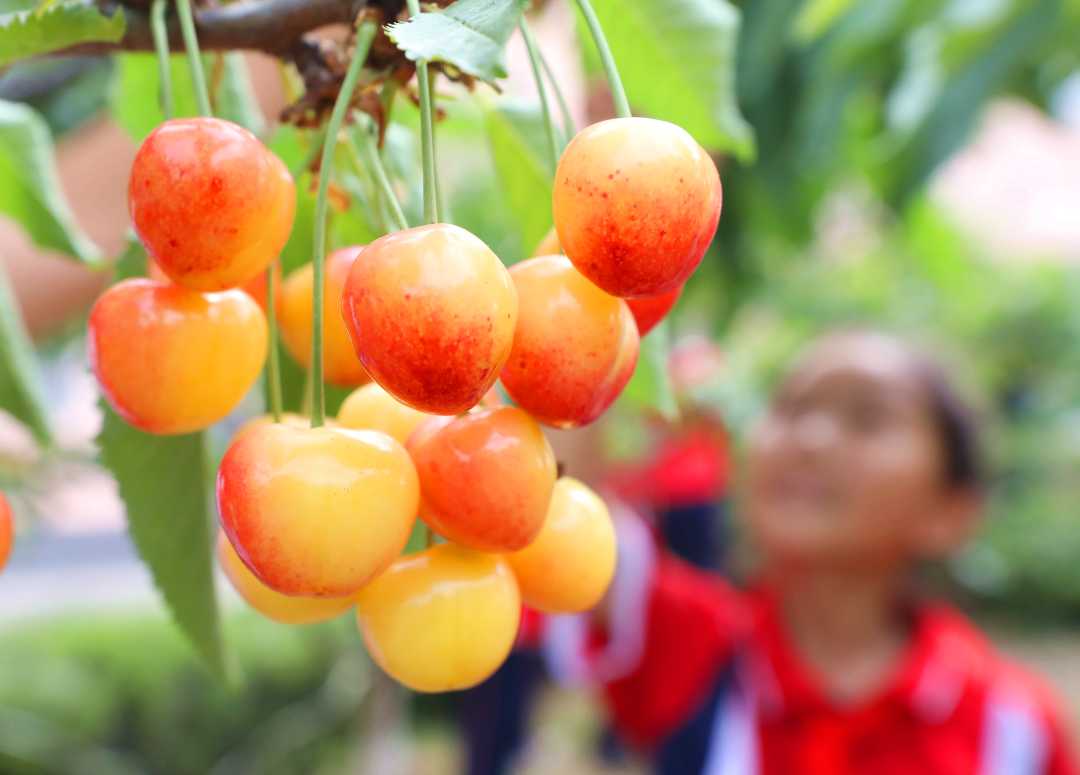 5月18日拍摄的沂南县双堠镇南石门中心小学劳动实践基地丰收的樱桃.