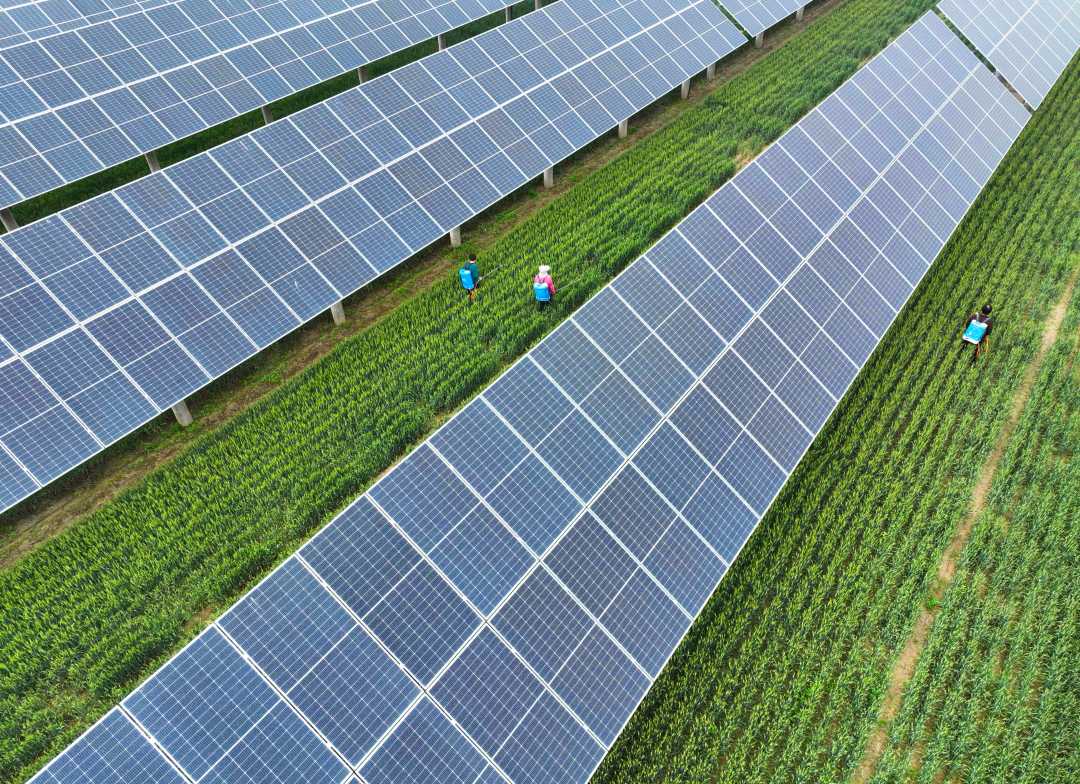 农光互补"一地多产"促增收|聊城市_新浪财经_新浪网