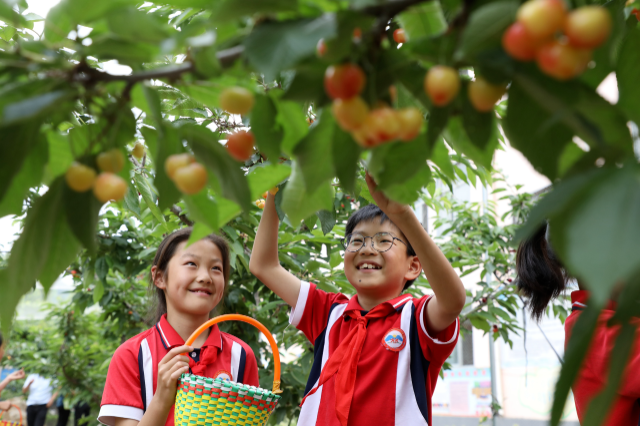 孩子们在校园采摘樱桃.通讯员 杜昱葆 闫晓洁 摄