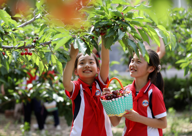孩子们在校园采摘樱桃.通讯员 杜昱葆 闫晓洁 摄