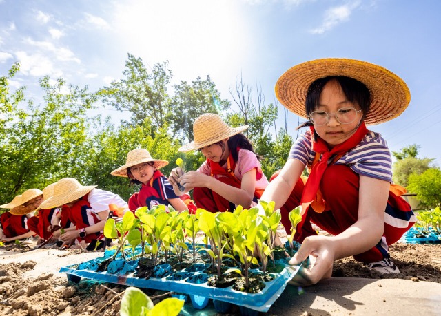 学生在校园"开心农场"学习栽种茄子秧苗.通讯员 丁根厚 摄