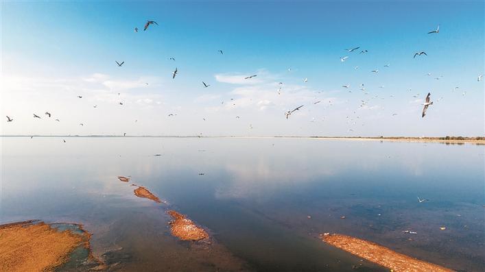 八师石河子市蘑菇湖水库暖风徐徐,绿草茵茵,湖水清澈,是鸟类栖息的
