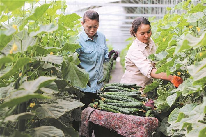 职工群众在十四师皮山农场菜博园温室大棚内采摘黄瓜(资料图片).