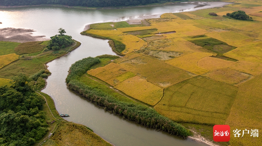 俯瞰成片的金黄色水稻.刘孙谋 摄