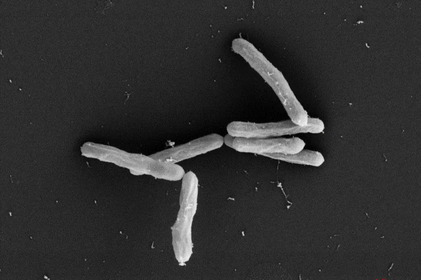 ↑产香梭状芽孢杆菌的电镜图 图据五粮液集团