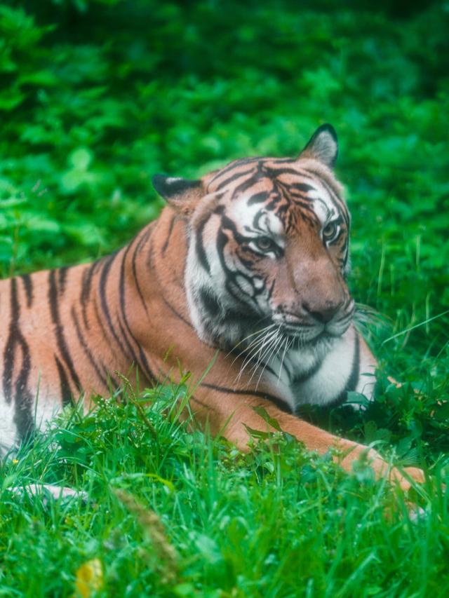 动物园里的"老虎班会"