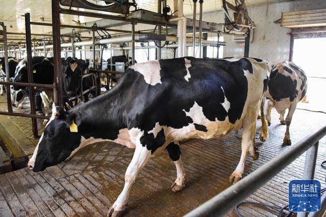 在新疆伊宁市巴彦岱镇奶牛养殖场,挤完奶的奶牛排队走出挤奶厅(5月19