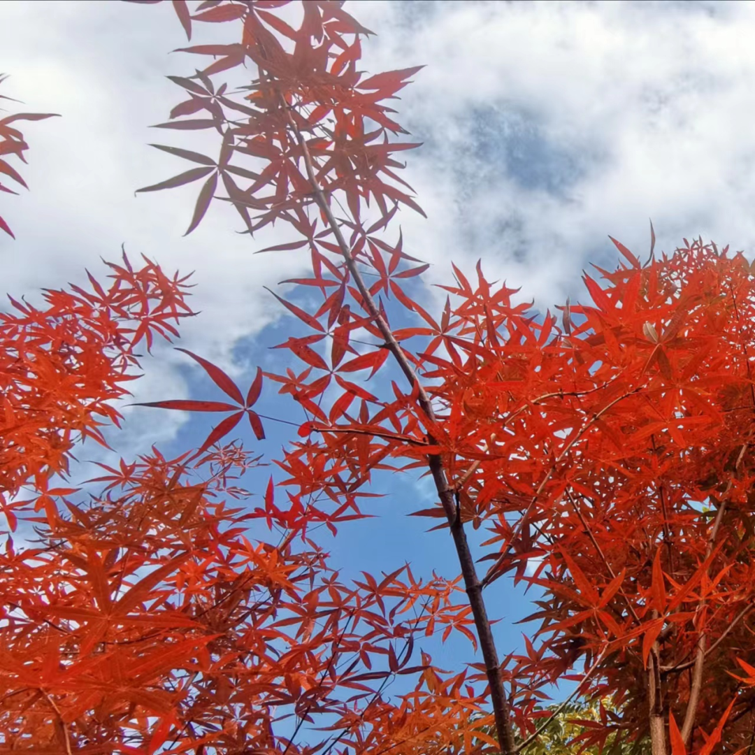 五小叶槭呈现五彩斑斓的绚丽色彩