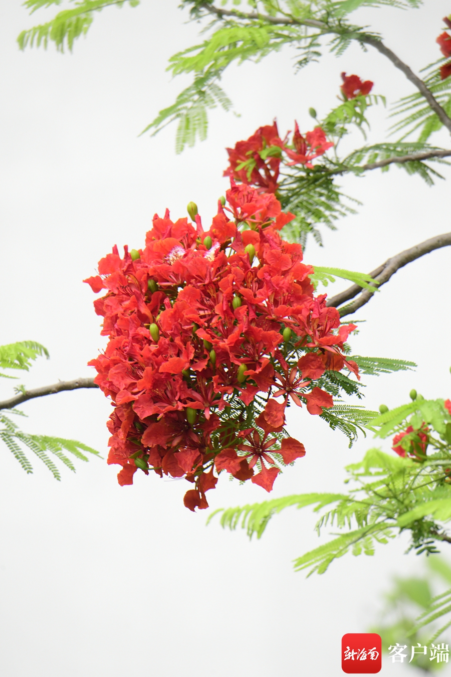 凤凰花上一分!海口这抹"凤凰红"等你来赏