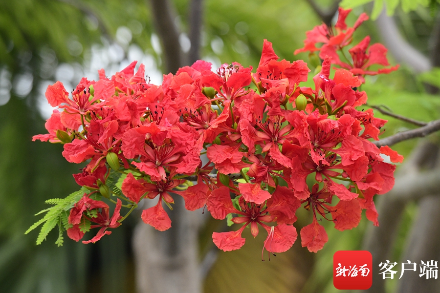 凤凰花上一分!海口这抹"凤凰红"等你来赏|海口市_新浪财经_新浪网