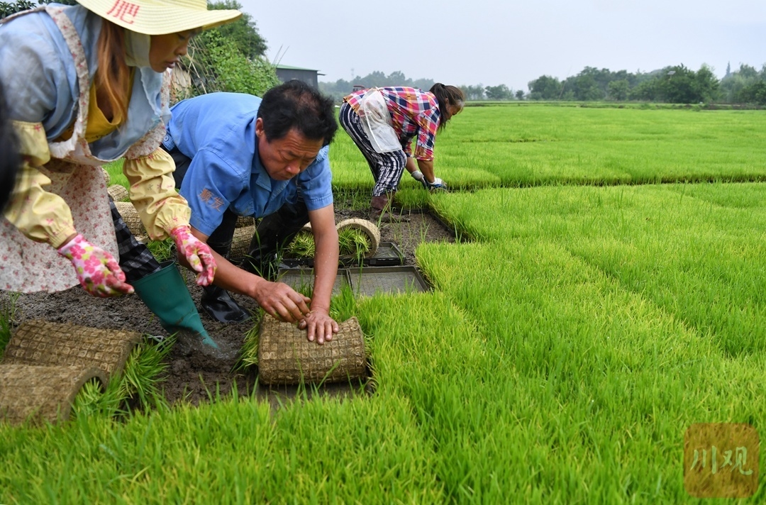 58岁的杨万顺,是四川粮食主产区广汉市三水镇中心村的粮食种植大户