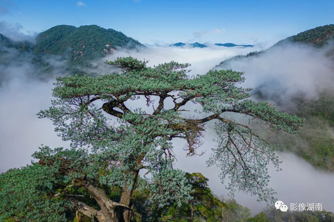 国家二级重点保护野生植物华南五针松