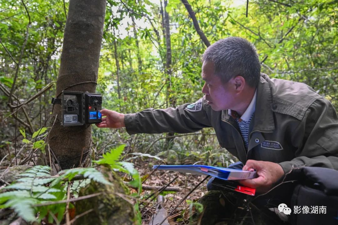 莽山国家级自然保护区,技术人员陈德胜在安装红外自动监测相机,以观测