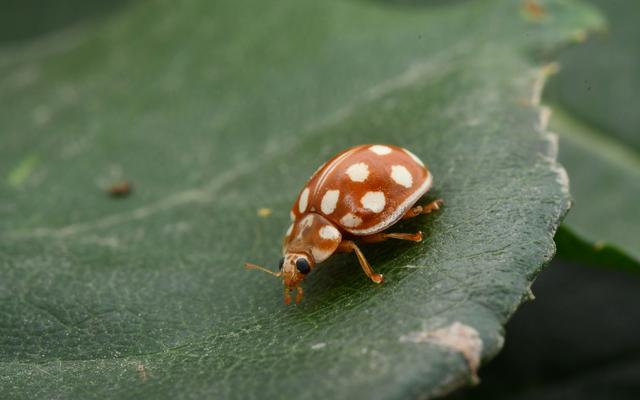十五星裸瓢虫.国家植物园供图