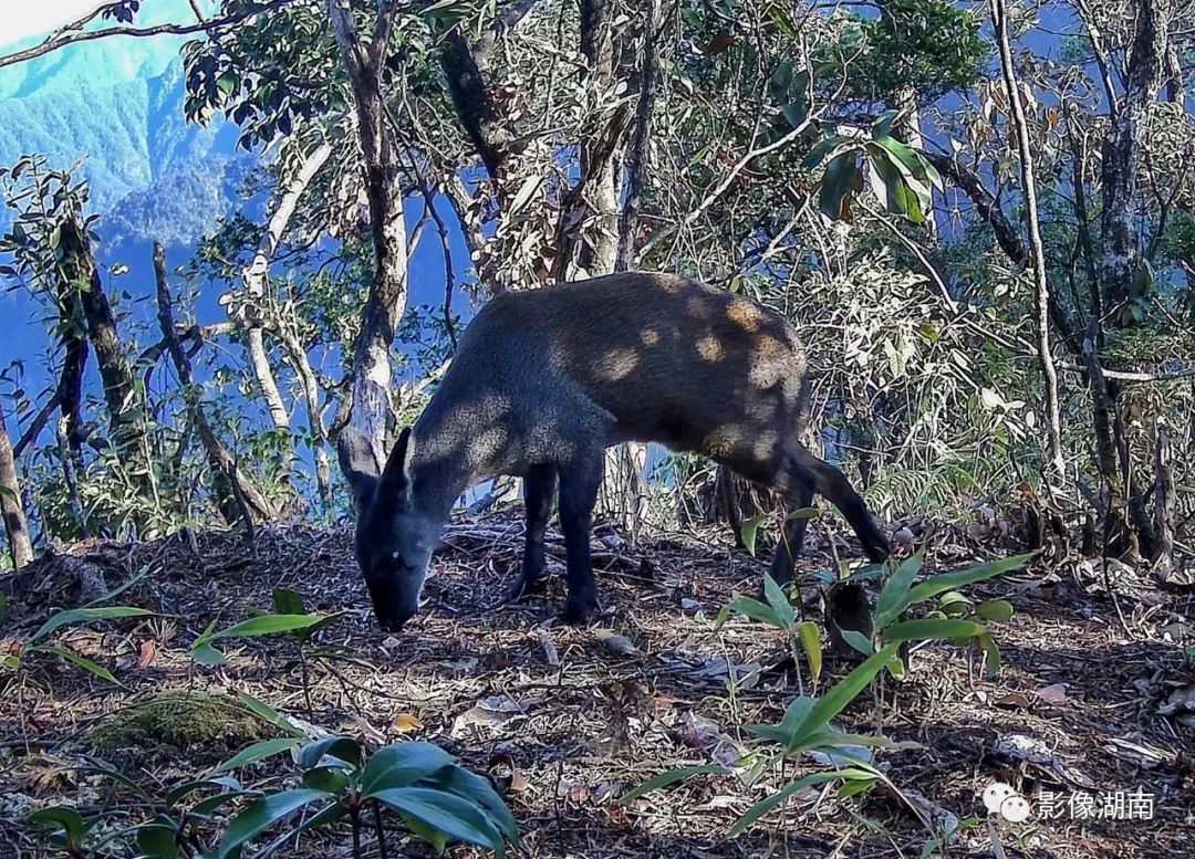国家一级重点保护野生动物林麝.(红外相机照片)
