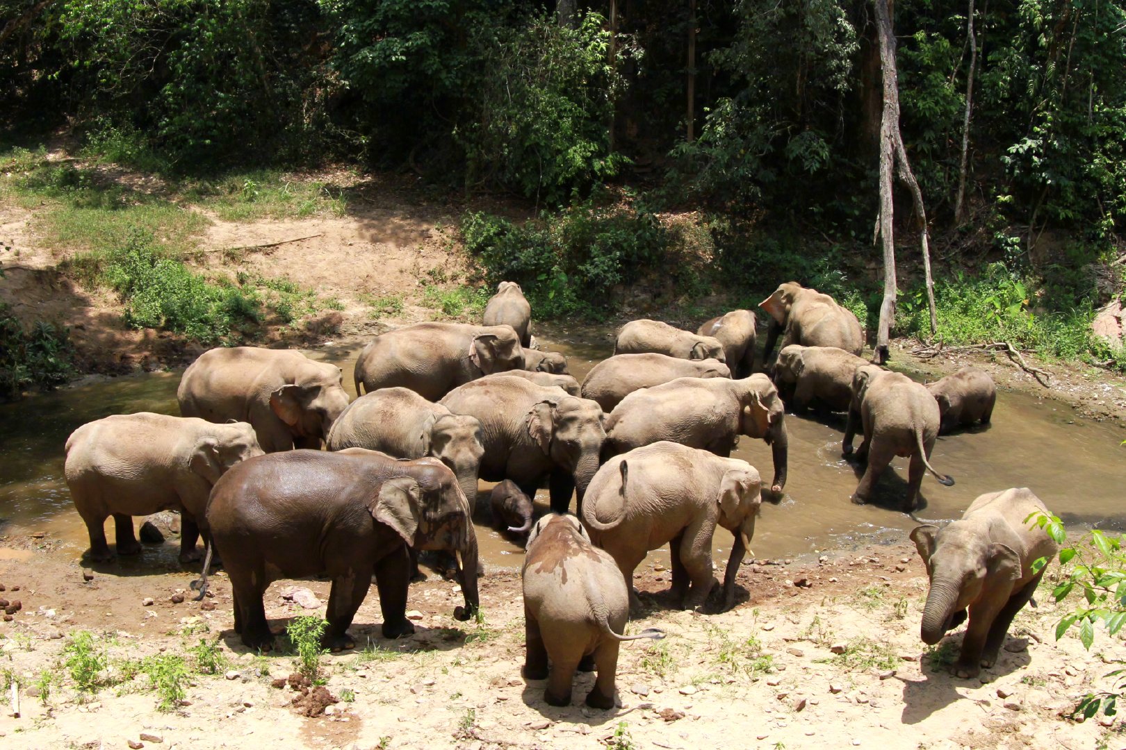 亚洲象 沈庆仲摄