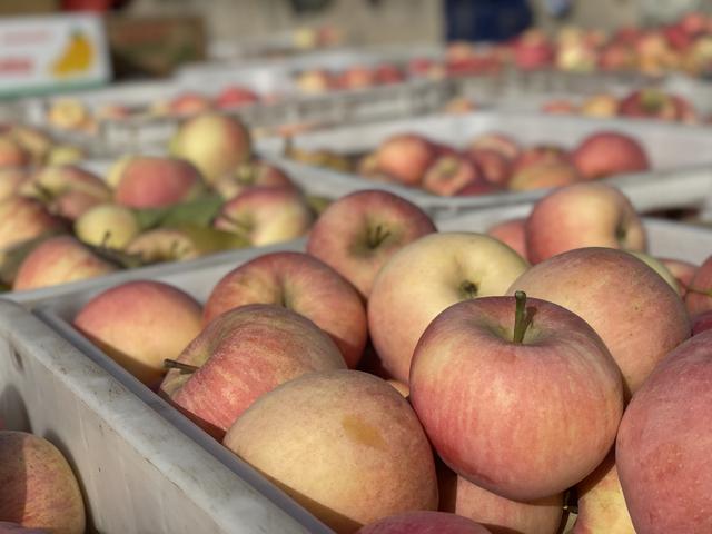 2022年11月4日,霜降节气后,昌平苹果陆续到了采收期.