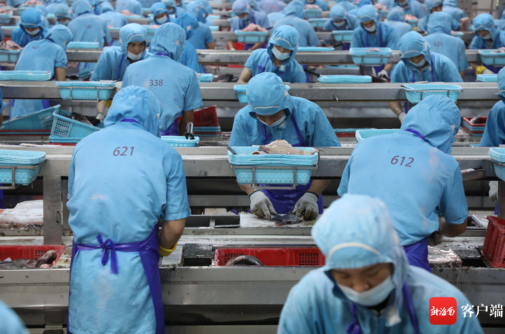 海南翔泰渔业的水产品加工生产线.记者 郑光平 摄