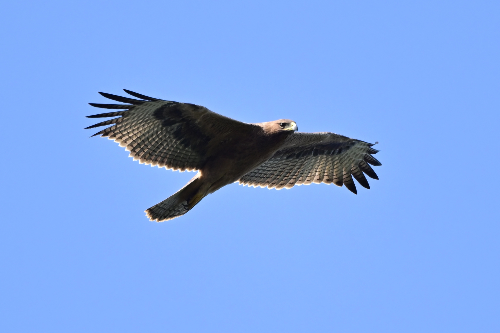 第七轮成都平原越冬水鸟同步调查新发现的白腹隼雕.朱晖 摄