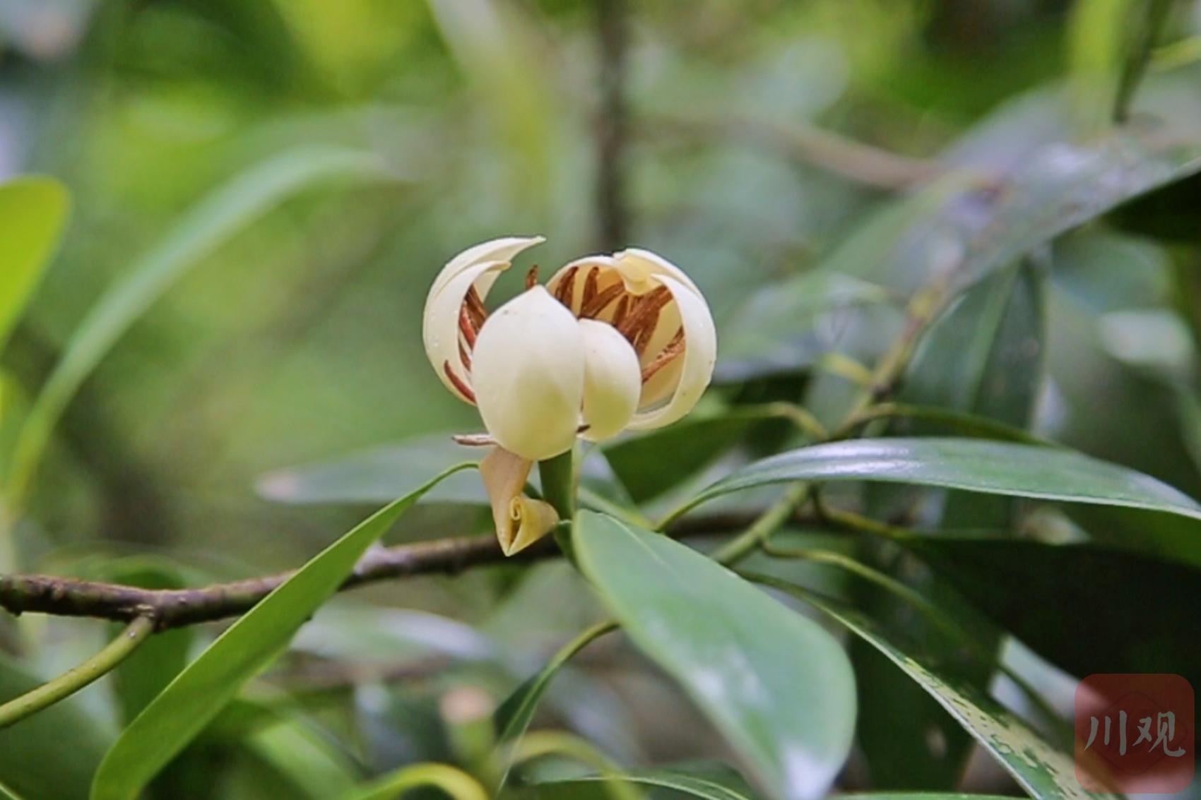 大量珍稀濒危野生动植物种群稳步增长,这其中,四川