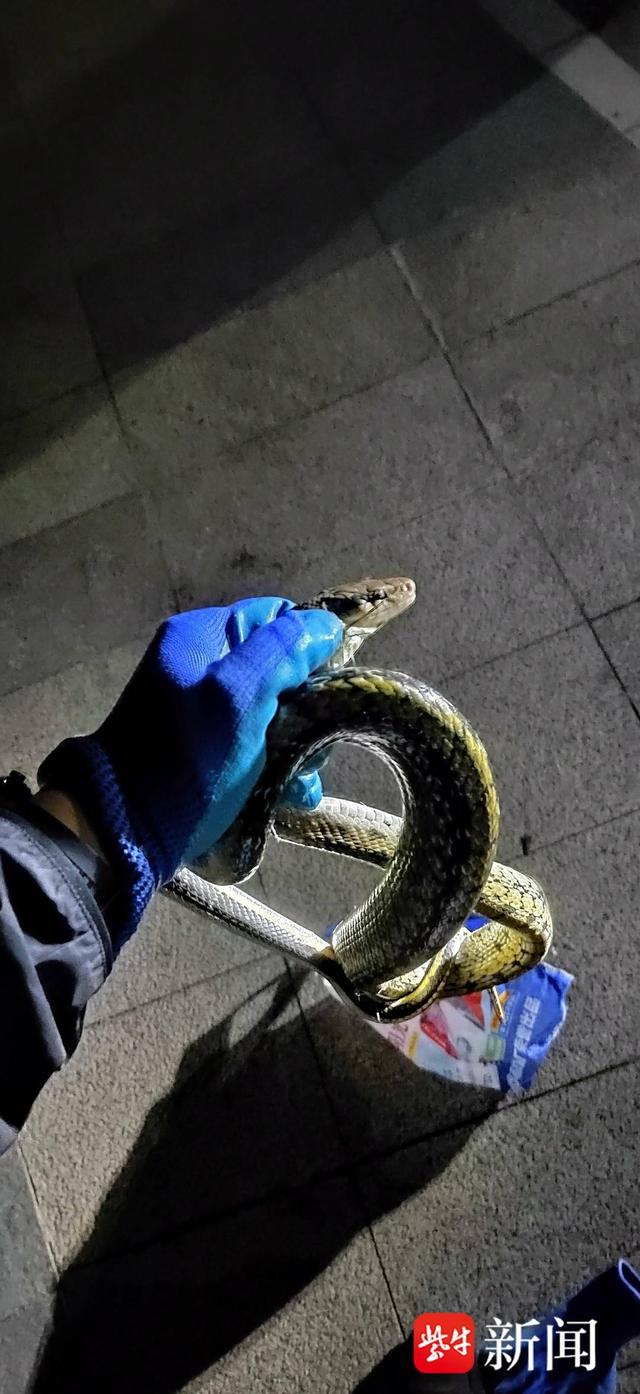 小区门口有2米长菜花蛇出没,辅警徒手抓捕后送往偏僻地放生|蛇_新浪