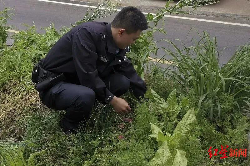 ↑民警清除罂粟