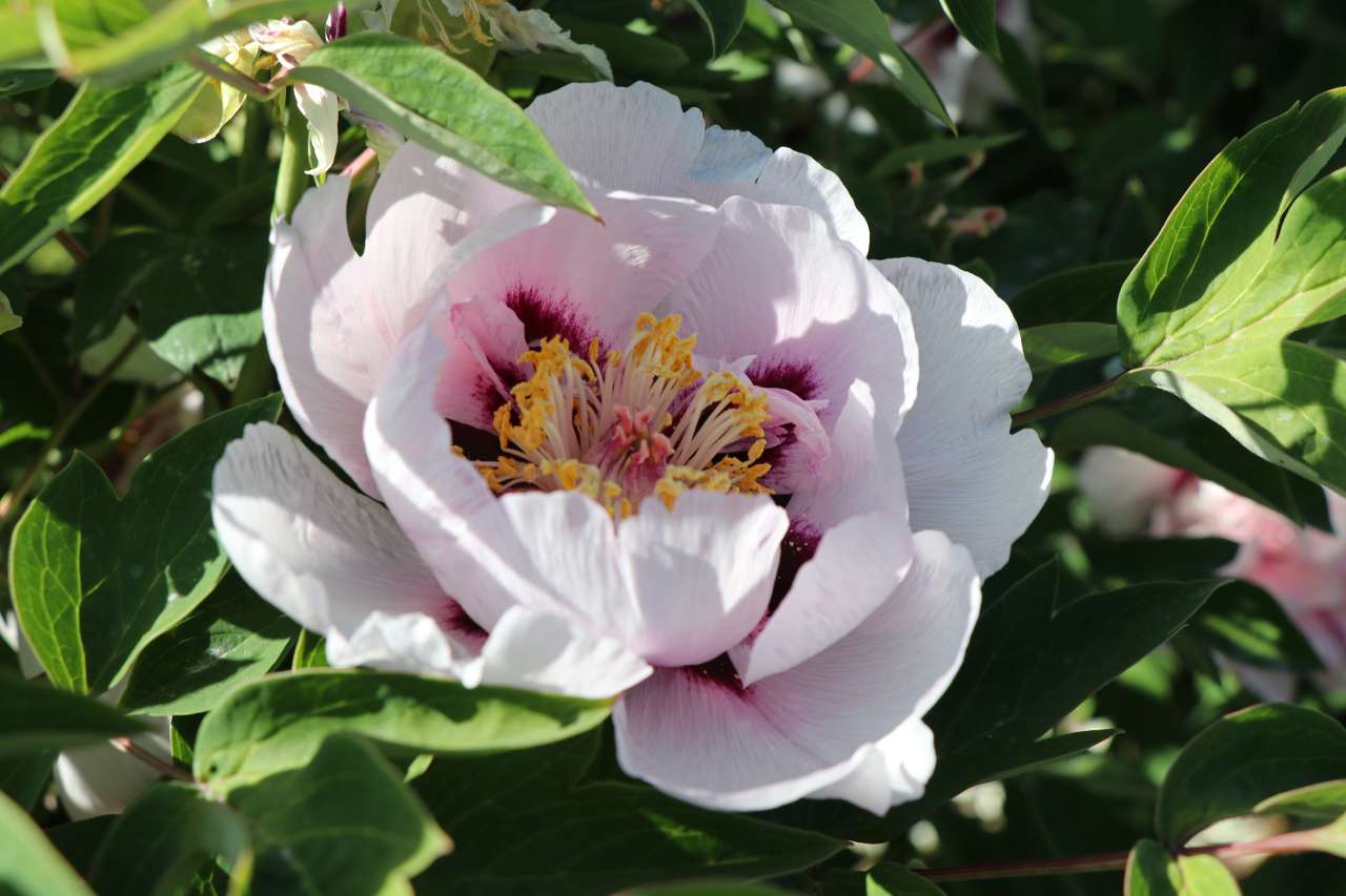 甘肃临洮的紫斑牡丹.杨可摄