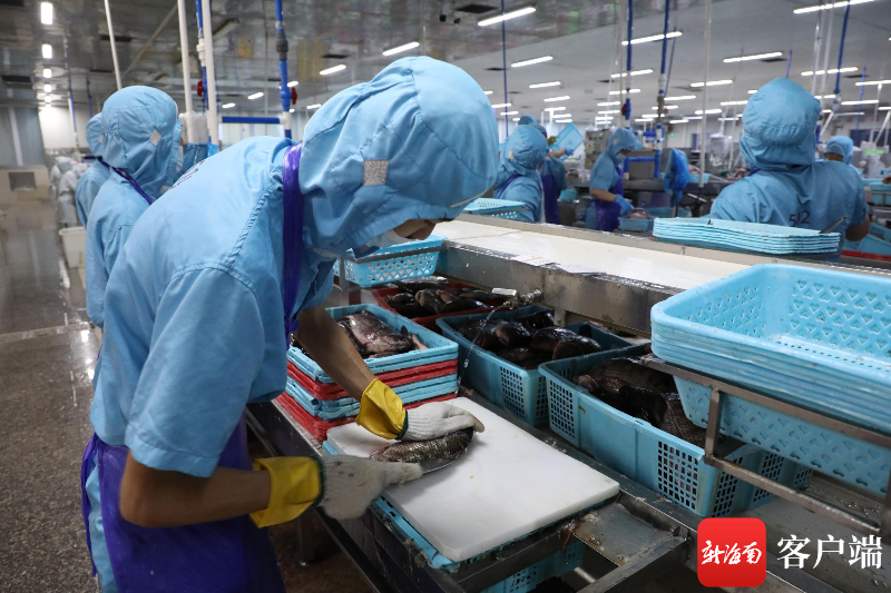 海南翔泰渔业的水产品加工生产线.记者 郑光平 摄