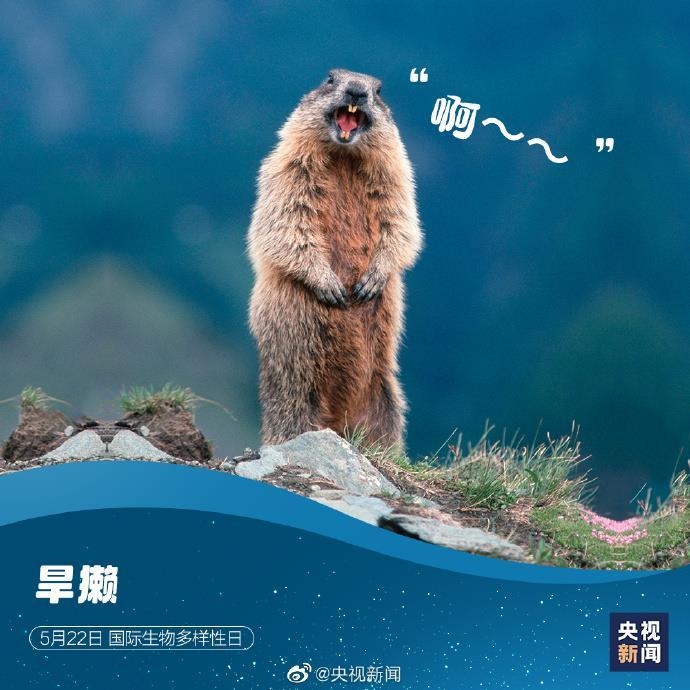 神奇动物在哪里?这些"表情包常客"告诉你_新浪财经_新浪网