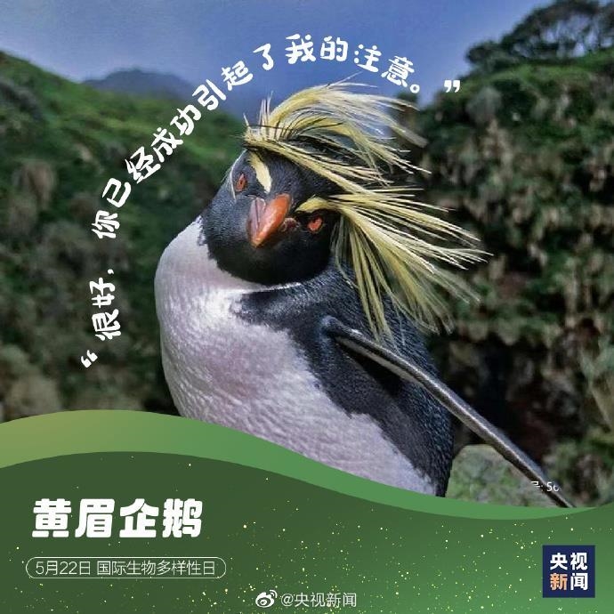 神奇动物在哪里?这些"表情包常客"告诉你_新浪财经_新浪网