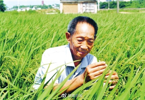 袁隆平. (资料照片)王精敏 摄