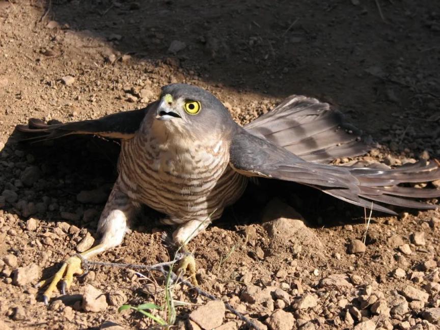 被囚禁的松雀鹰