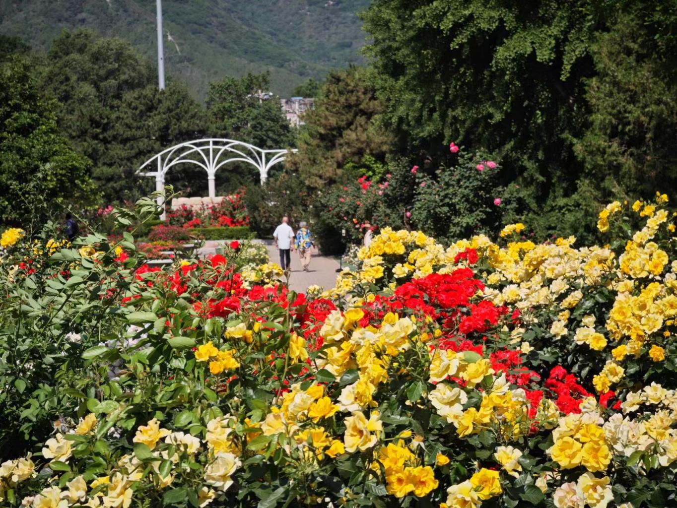 国家植物园(北园)月季怒放,吸引市民参观