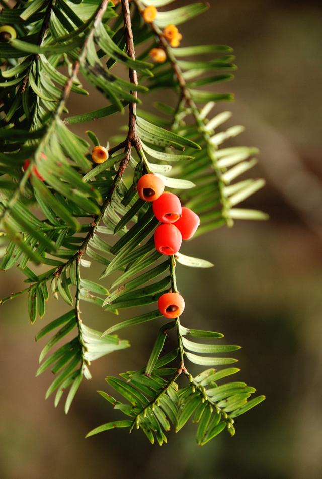 我国重点保护野生动植物种群持续恢复,亚洲象野外种群超300头|国家林