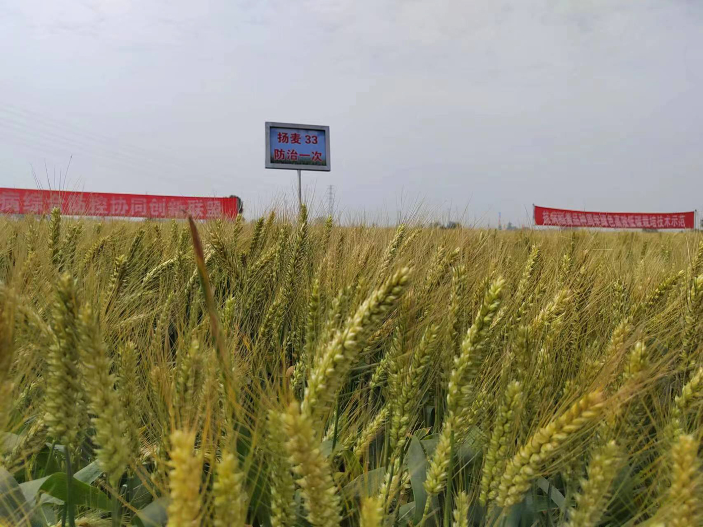 扬麦33 让小麦"要命的病"不再要命|江苏省_新浪财经_新浪网