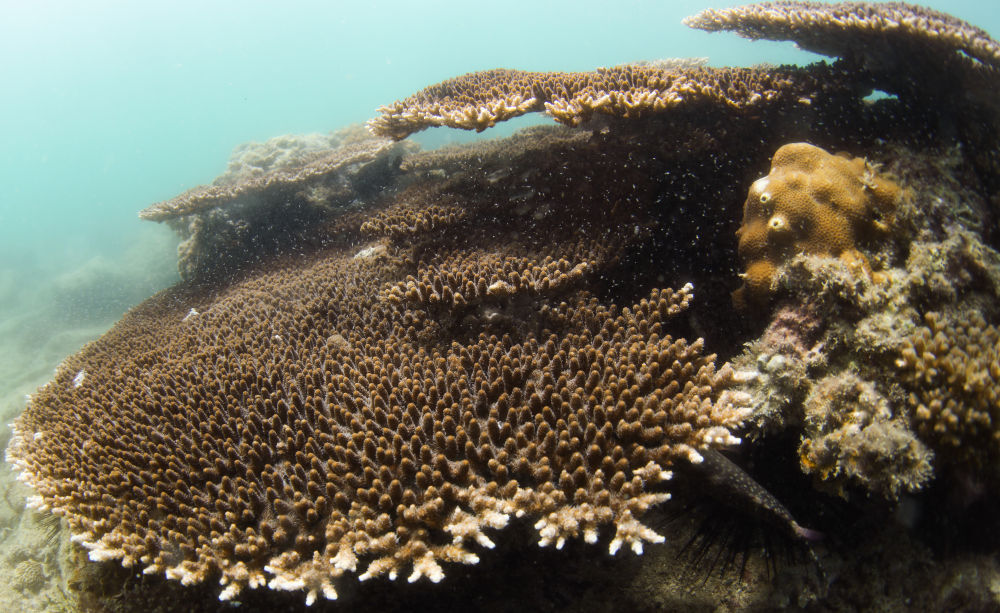 这是在蜈支洲岛海域海洋牧场拍摄的风信子鹿角珊瑚(5月17日摄).