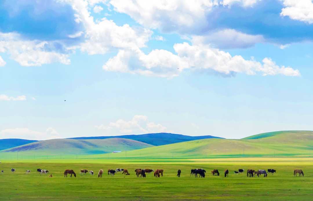 呼伦贝尔:夏季草原景色美|呼伦贝尔市_新浪财经_新浪网