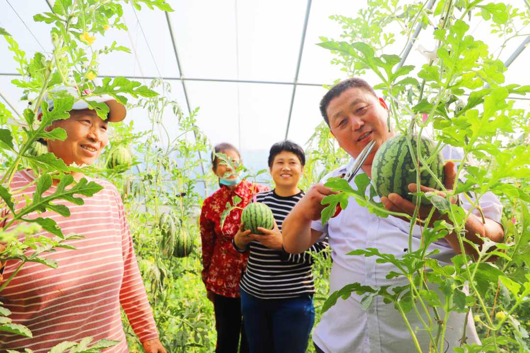 河南范县濮城镇五罗徐村支部书记王新芳(右一)正在西瓜种植大棚内指导